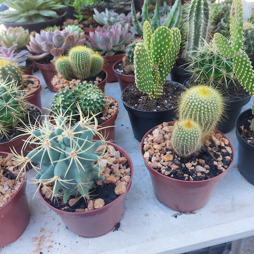 Cactus Especies Variadas Pote 11cm