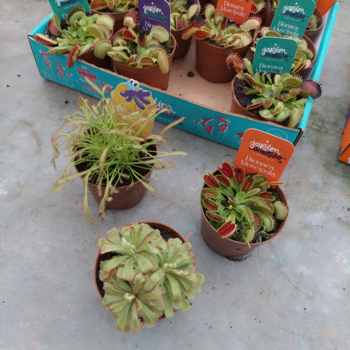 Planta Carnívora Dionaea P09 × 3 Unidades Surtido