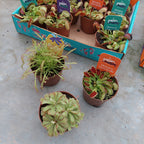 Planta Carnívora Dionaea P09 × 3 Unidades Surtido