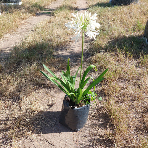 Agapanto Blanco En Flor
