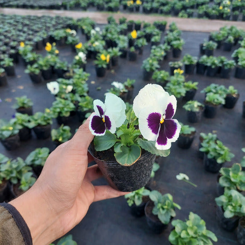 Florales De Estación × 30 Unidades Surtido
