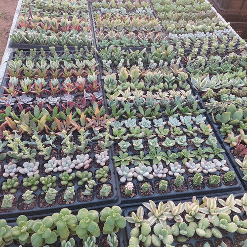 Bandeja De Suculentas × 105 Unidades