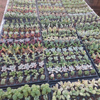 Bandeja De Suculentas × 105 Unidades