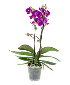 Orquídea Phalaenopsis Mini Pote 9cm