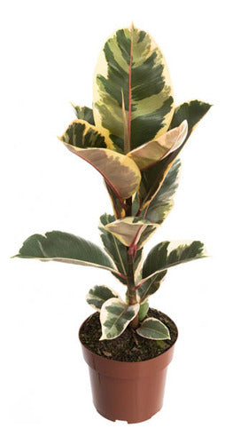 Ficus Elastica Tineke Pote 17cm