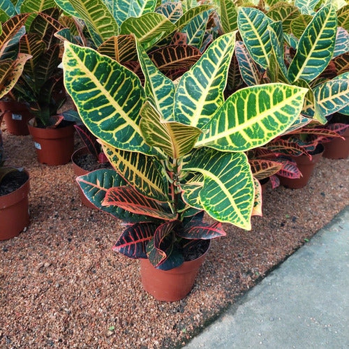 Croton Hib Petra Pote 17cm