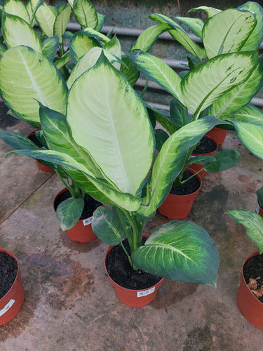 Dieffenbachia Tropic Mariana Pote 17cm