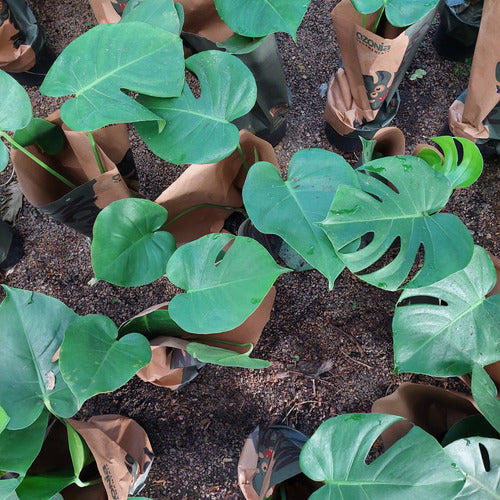 Monstera Deliciosa Pote 17cm