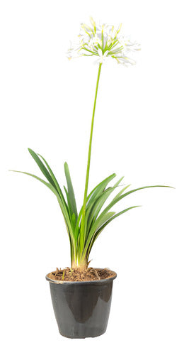 Agapanto Blanco En Flor