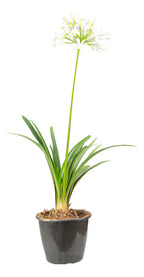 Agapanto Blanco En Flor