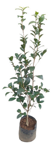 Camelia Japonica Surtido