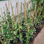 Jazmín De Leche Mediano