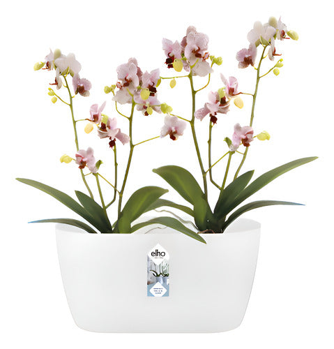 Orquídeas Phalaenopsis Mini + Maceta Brussel Orchid Duo Elho