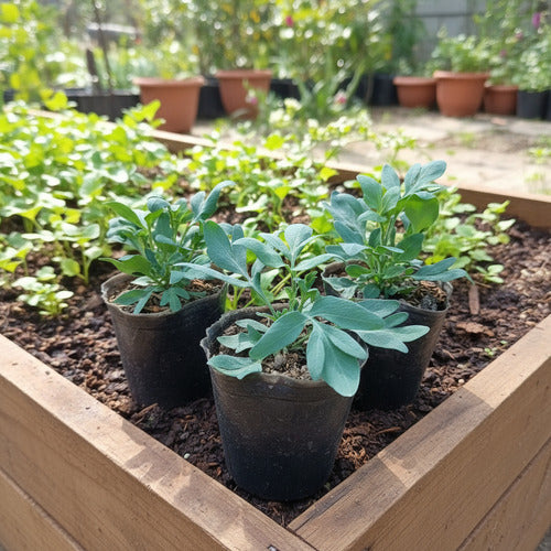 Plantas Aromáticas Ruda