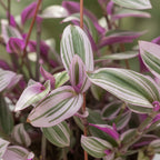 Tradescantia Fluminenses Tricolor En Maceta Colgante