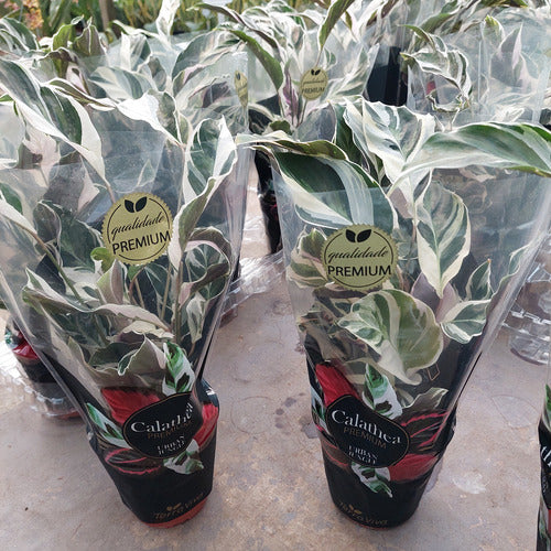 Calathea White Fusion Pote 12cm