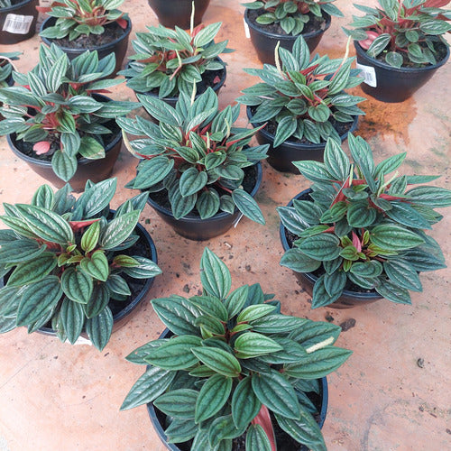Peperomia Variada C13