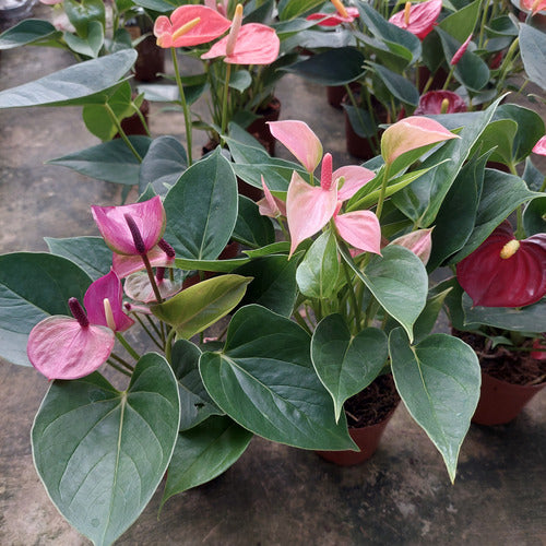 Anturio Surtido Pote 9cm