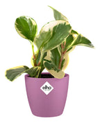Maceta Brussels Round Mini 9,5cm Elho Violeta Brussels Round Mini