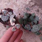 Ceropegia Woodii Pote 6cm