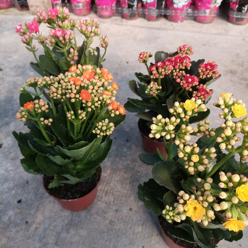 Kalanchoe Doble Pote 11cm ×4 Unidades