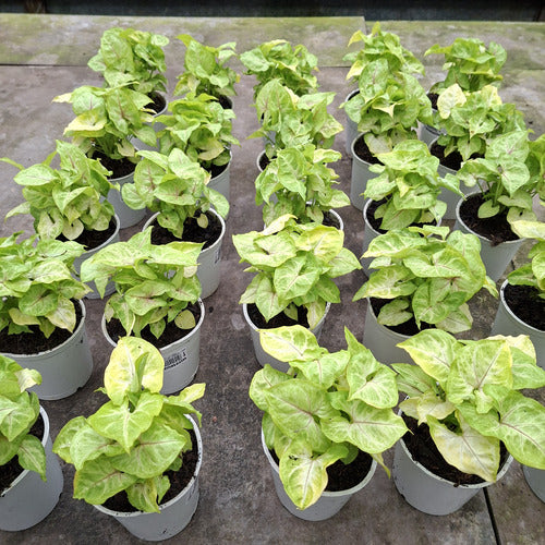 Singonio Lemon Lime Pote 12cm