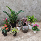 Maceta Vasart Sampa Bowl 23 × 12cm Negro Sampa