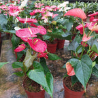 Anturio Surtido Pote 12cm