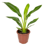 Ravenala Pote 17cm Pote 17