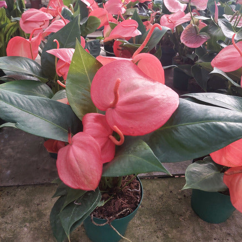 anthurium scherzerianum christine Anthurium Scherzerianum Christine Pote 15cm – Universo Plantae