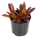 Suculenta Mini Pote 6cm