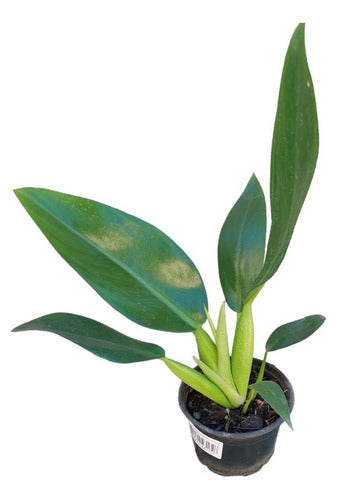 Filodendro Pacová Pote 11cm