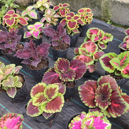 Planta Cretona Chica