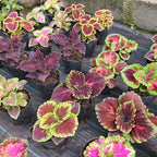 Planta Cretona Chica