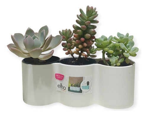 Tunitas, Crasas Mini + Maceta Brussels For Diamond Trio