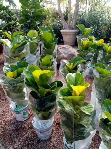 Ficus Lyrata Bambino Pote 15cm