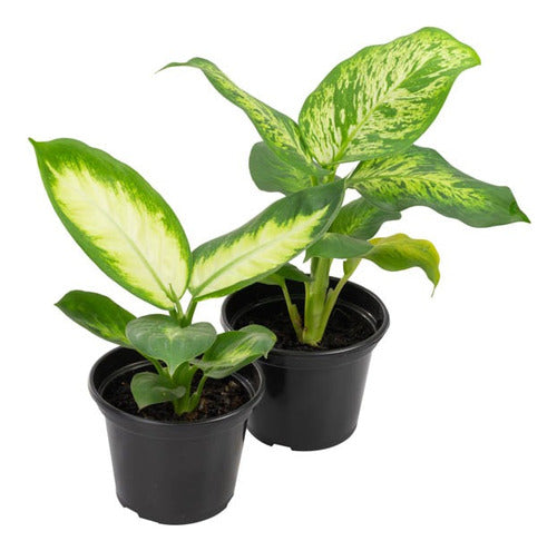 Difembaquia P15 Varias Especies