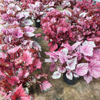 Begonia Rex Pote 14cm