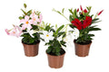 Dipladenia Surtido Pote 15cm Surtido