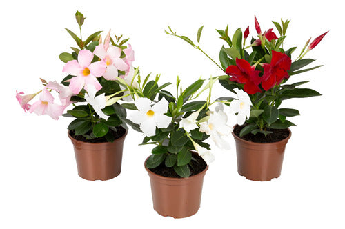 Dipladenia Surtido Pote 15cm Surtido