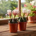 Cactus Gymnocalycium Mihanovichii Pote 6cm