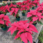 Estrella Federal P14