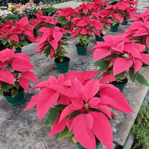 Estrella Federal P14