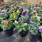 Florales De Estación × 30 Unidades Surtido