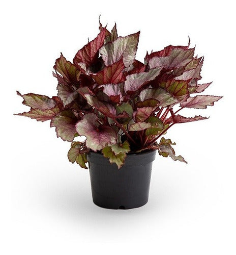 Begonia Rex Pote 14cm