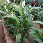 Lírio De La Paz | Spathiphyllum Pote 17cm