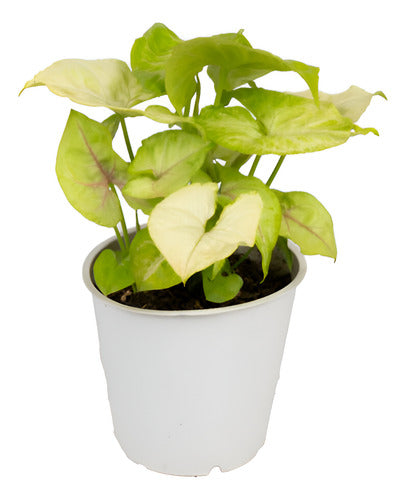 Singonio Lemon Lime Pote 12cm