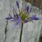Agapanto Azul En Flor Azul