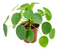Pilea Peperomioides P14