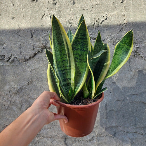 Sansevieria Espada De San Jorge Pote 20cm